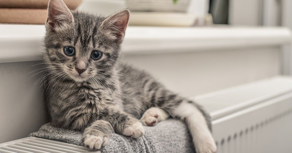 Cat stopped eating after sales new kitten